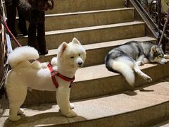 -more than meow吴止猫主题餐厅(承德 中船汇店)