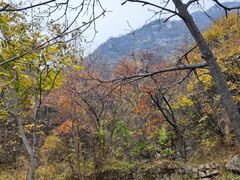 -大岭沟猕猴桃谷风景区