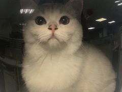 -lincat·猫舍(广州店)