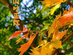 -北京西山国家森林公园