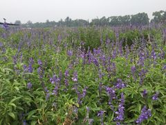 东方普罗旺斯薰衣草庄园-北京东方普罗旺斯薰衣草庄园