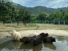 -西安秦岭野生动物园
