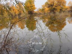 -金塔沙漠胡杨林景区