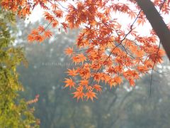 -岳麓山风景名胜区
