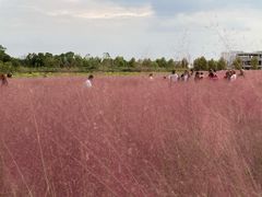 -映月湖中央公园