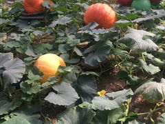 -兰陵国家农业公园