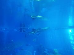 -成都浩海立方海洋公园