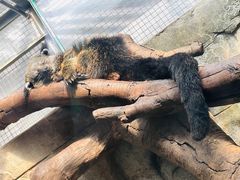 -广州长隆飞鸟乐园