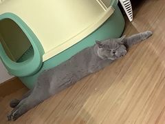 -猫大福·Fortune Cat猫舍(百子湾店)