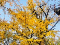 -兴福老面馆(寺路街店)