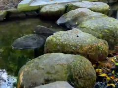 -燕晗山郊野公园