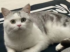 -喵zoo家庭繁育猫舍(尖东智能花园店)