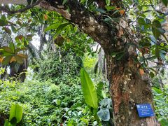 -中国科学院西双版纳热带植物园