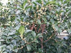 -南京钟山宾馆(江苏省会议中心)