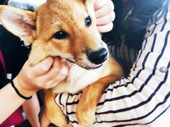 -柴犬高等学院·狗咖·柴犬售卖·宠物训练