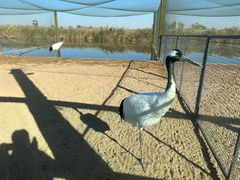 -盐城丹顶鹤湿地生态旅游区