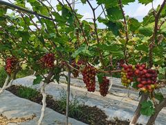 -金谷域澳洲庄园