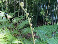 -墨尔本皇家植物园