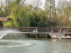 -溱湖国家湿地公园