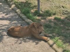 -西霞口神雕山野生动物世界