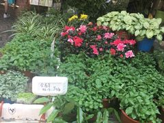 -曲阳花鸟市场(曲阳路店)