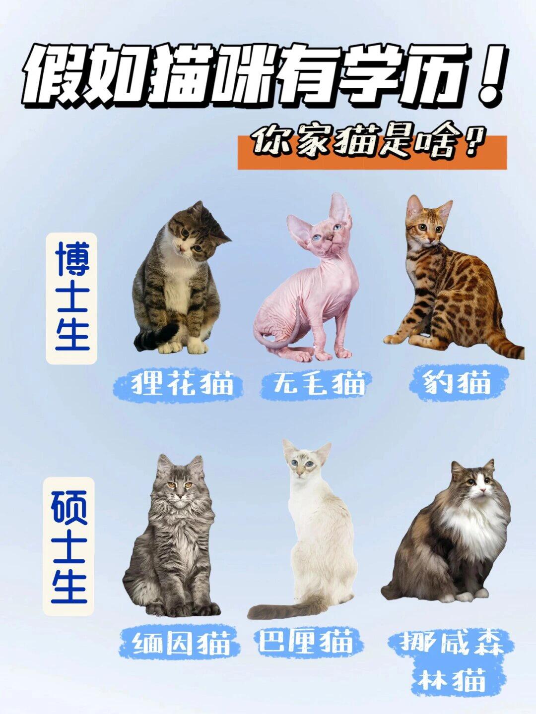 小猫猫·中国有惊喜图片