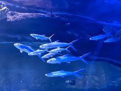 -江和美海洋公园