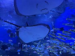-顺德南宏海立方海洋公园