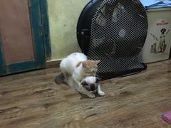 -猫色咖啡·猫咖