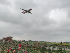 -空港花田景区