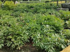-黑龙江省森林植物园