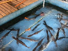 -鲤鱼塘农家山庄