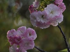 -高东镇樱花园