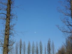 -黄海国家森林公园