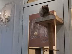 -共舞时光猫咖·狗咖(新街口店)