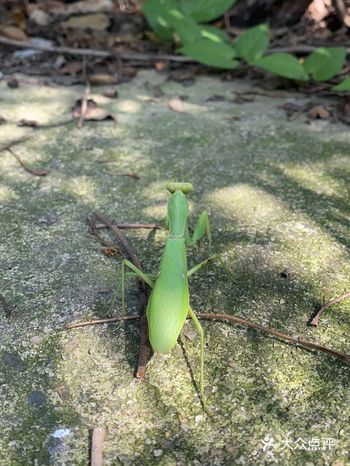 最近天气很不错很适合带上小朋友外出走走，动物园是首选