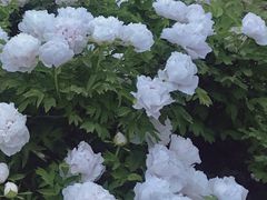 -洛阳市隋唐城遗址植物园