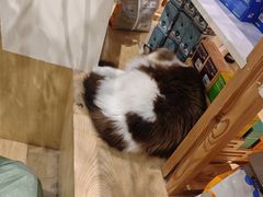 -屋虎猫馆(宝安大仟里店)