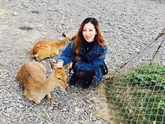 -鹿境梅花鹿生态园区
