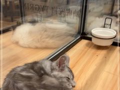 -袖虎·猫馆(体育西路店)