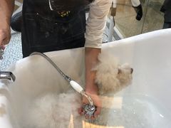 -momokira米努特·德文卷毛猫·棉花面纱犬