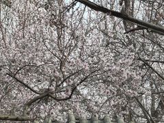 -桃花堤公园