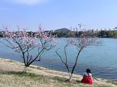 -羊山湖公园
