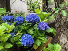 -日出青木·杭帮菜名店