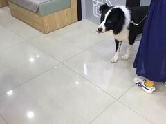 -艾贝尔宠物诊疗