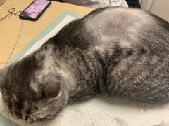 -安安宠医·安宠宠物医院