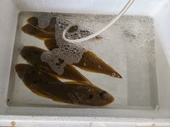 -辉记虾塘海鲜农庄