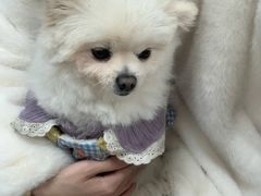 -汪说·狗咖(旺城大厦店)