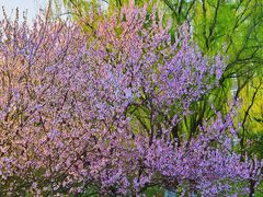 -白塘生态植物园
