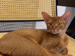 -琪喵猫屋·撸猫猫咖·猫舍